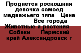 Продается роскошная девочка самоед медвежьего типа › Цена ­ 35 000 - Все города Животные и растения » Собаки   . Пермский край,Александровск г.